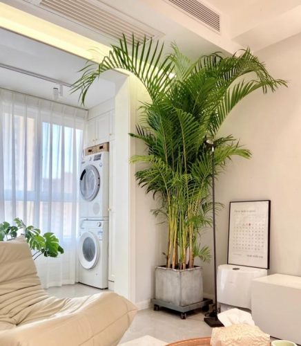 平价阳台植物排名前十(卧室里放什么植物比较好)插图64