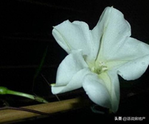 什么花在夜里排名前十(排名第一最好的旺宅花)插图6