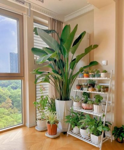 平价阳台植物排名前十(卧室里放什么植物比较好)插图54