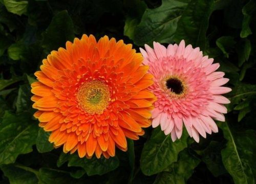 最美的花卉排名前十(漂亮的花卉)插图6