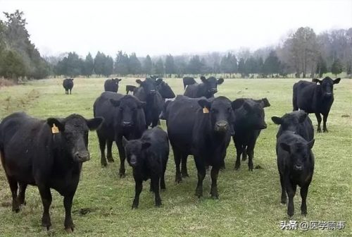 风味牛肉厂商排名前十(正宗潮汕牛肉火锅)插图23