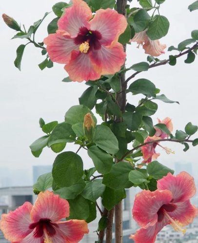 平价阳台植物排名前十(卧室里放什么植物比较好)插图27
