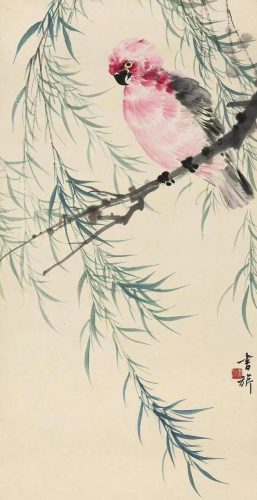 鹦鹉荔枝品种排名前十(最聪明的鹦鹉排名)插图15