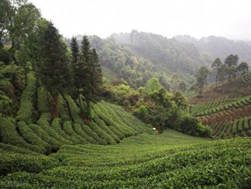 西湖最美茶园排名前十(十大中国最美茶园)插图20
