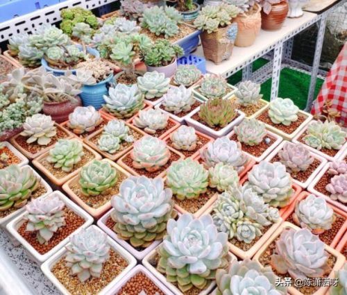 基地花盆厂家排名前十(附近的陶瓷花盆厂家)插图29