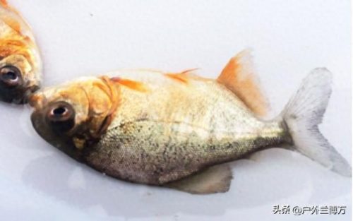 中国排名前十的鱼(中国最昂贵十大名鱼)插图2
