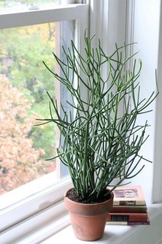 平价阳台植物排名前十(卧室里放什么植物比较好)插图71