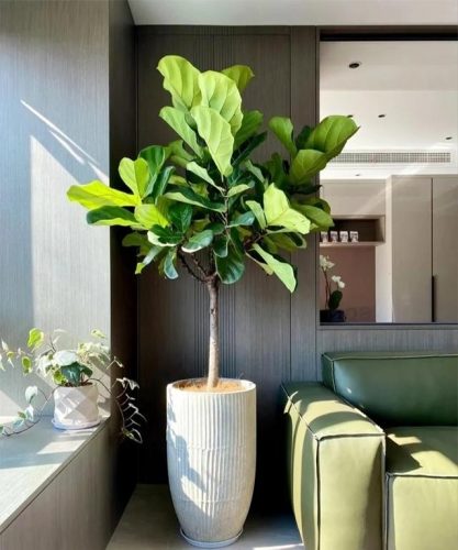 平价阳台植物排名前十(卧室里放什么植物比较好)插图63
