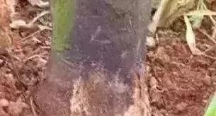 柑桔病害排名前十图片(柑橘树病害图片与防治)插图5