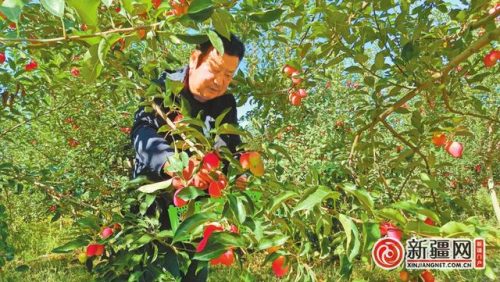 乌鲁木齐蔬菜产量排名前十(中国水果产量排名)插图