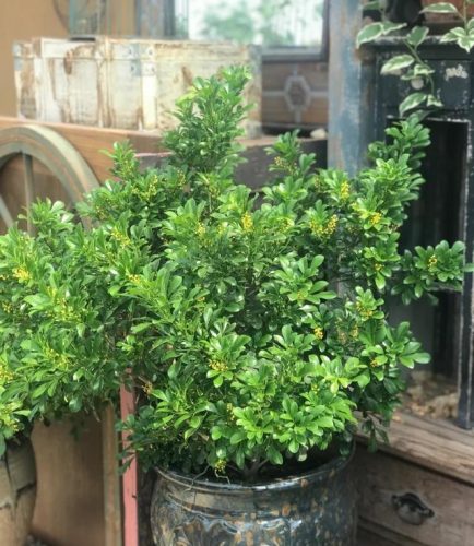 平价阳台植物排名前十(卧室里放什么植物比较好)插图5