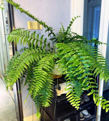 平价阳台植物排名前十(卧室里放什么植物比较好)插图77