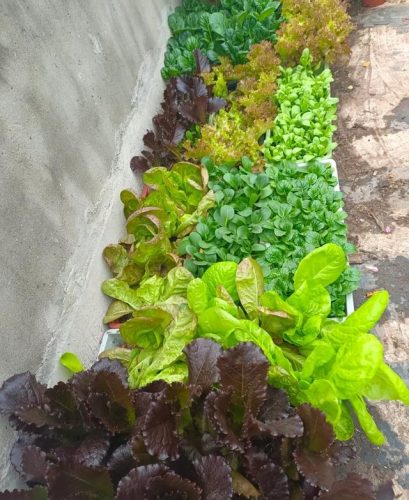 平价阳台植物排名前十(卧室里放什么植物比较好)插图18