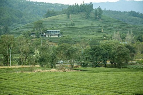 西湖最美茶园排名前十(十大中国最美茶园)插图8