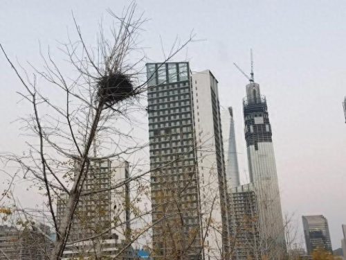 济南日式茶社排名前十(十大撩人茶社排名)插图6