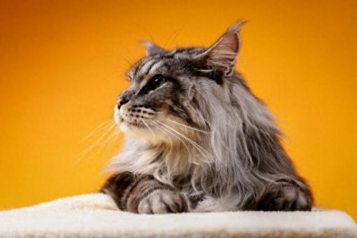 猫的品种排名前十(十大品种猫排名)插图4