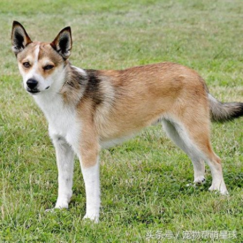 稀有品种犬排名前十(韩国综艺夫妻养稀有犬)插图6