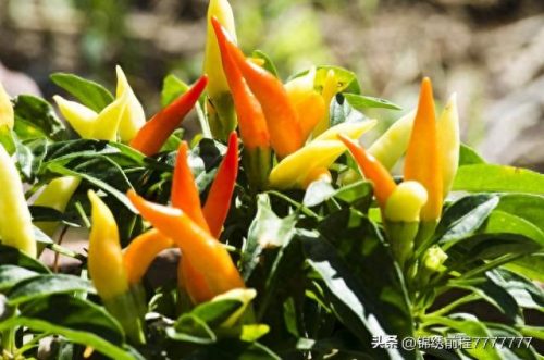 小米辣椒质量排名前十(小米辣椒用什么肥料最好)插图