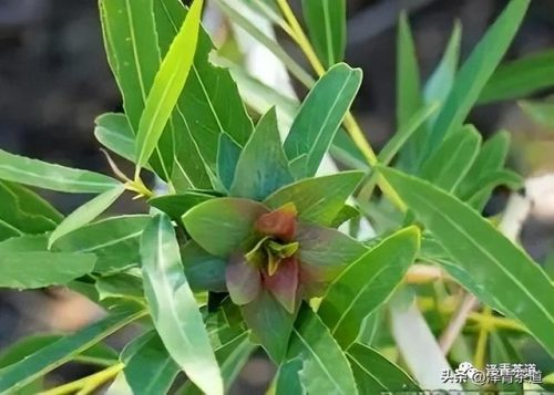 新疆茶树品种排名前十(茶树苗什么品种好)插图26