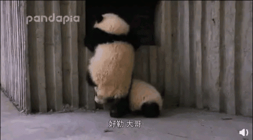 排行榜熊猫(熊猫的战斗力在熊排名第几)插图24