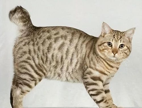 猞猁排行榜(哪种猞猁体型最大)插图13