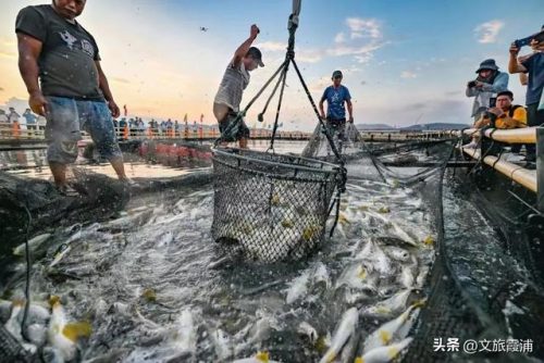 福建海鲜海港排名前十(海港大叔海鲜价格太高)插图
