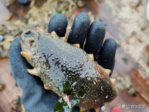 海参十大排行榜(长岛海参十大名牌)插图3