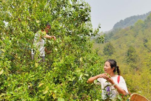 昌宁美食排名前十店(昌宁特色美食)插图6