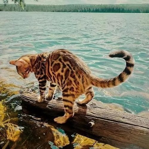猞猁排行榜(哪种猞猁体型最大)插图16