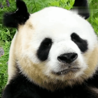 排行榜熊猫(熊猫的战斗力在熊排名第几)插图20