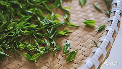 茶树排行榜(3200年古树茶1068万)插图37