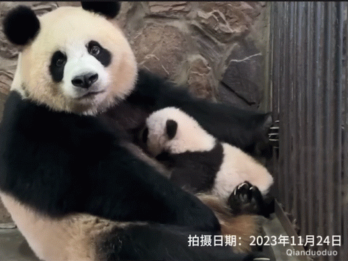 排行榜熊猫(熊猫的战斗力在熊排名第几)插图15
