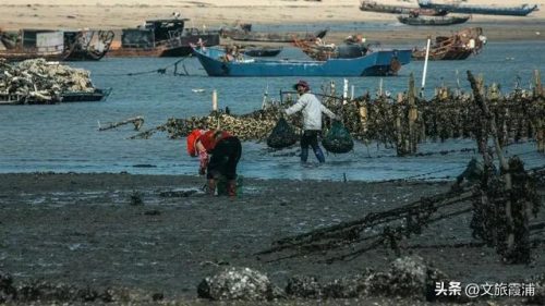 福建海鲜海港排名前十(海港大叔海鲜价格太高)插图18