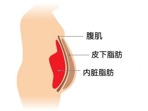 肚皮排行榜(各种肚型图片)插图12