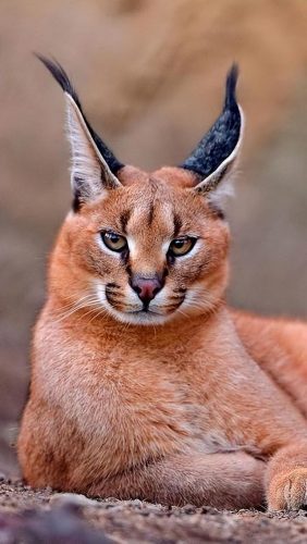 猞猁排行榜(哪种猞猁体型最大)插图17