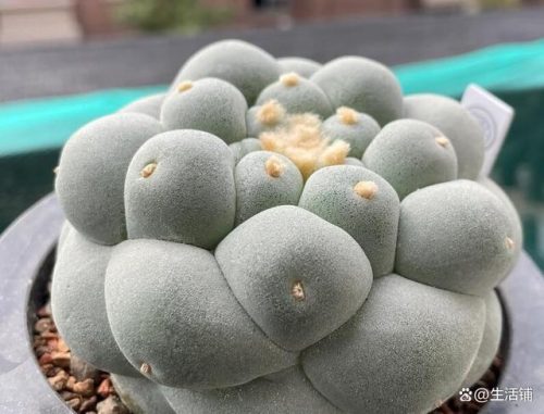多肉植物的价格排行榜(多肉植物一般价格表)插图6