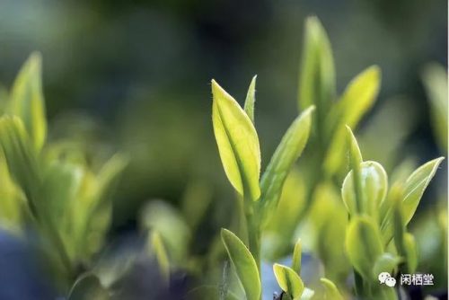 茶树排行榜(3200年古树茶1068万)插图27