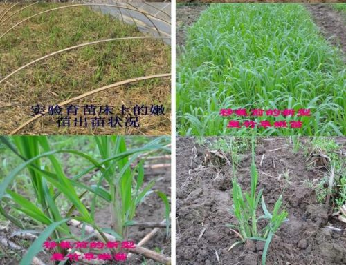 广西草类品种排名前十(广西野生植物大全图)插图13