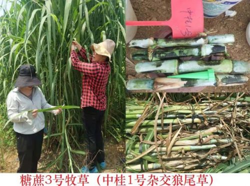 广西草类品种排名前十(广西野生植物大全图)插图3