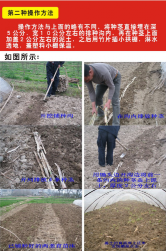 广西草类品种排名前十(广西野生植物大全图)插图12