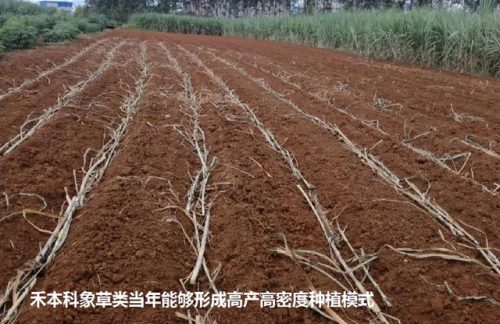 广西草类品种排名前十(广西野生植物大全图)插图9
