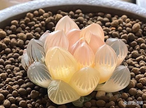 多肉植物的价格排行榜(多肉植物一般价格表)插图3