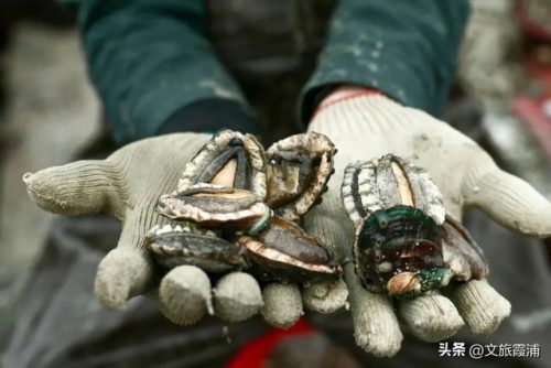 福建海鲜海港排名前十(海港大叔海鲜价格太高)插图15
