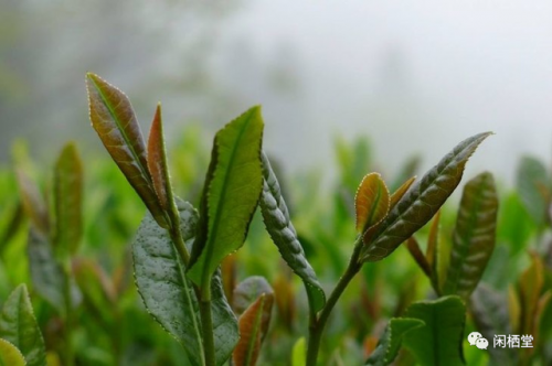 茶树排行榜(3200年古树茶1068万)插图25