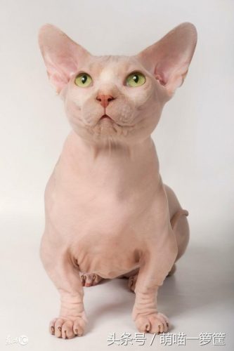 全网排名前十的小猫(母猫完全不管小猫)插图8