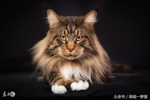 全网排名前十的小猫(母猫完全不管小猫)插图6