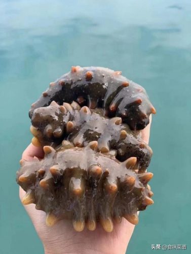 海参十大排行榜(长岛海参十大名牌)插图6