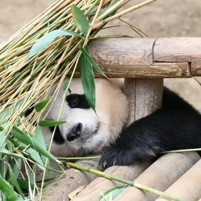排行榜熊猫(熊猫的战斗力在熊排名第几)插图13