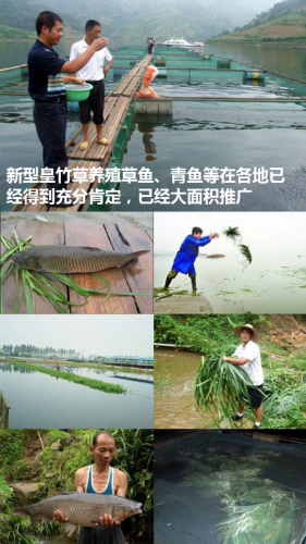 广西草类品种排名前十(广西野生植物大全图)插图19