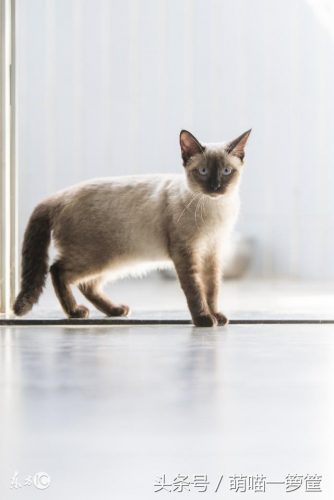 全网排名前十的小猫(母猫完全不管小猫)插图4